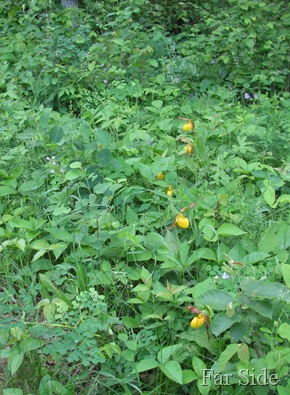 Seven Yellow Lady Slippers