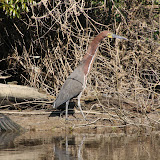 Rufescent Tiger Heron
