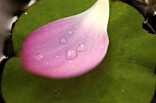 [lotus-leaf%255B2%255D.jpg]