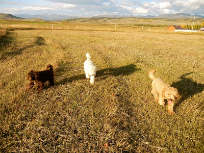 golden chocolate, golden blond, golden apricot labradoodles.