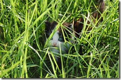 kitty2