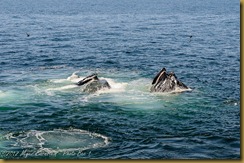 Humback Whales feeding