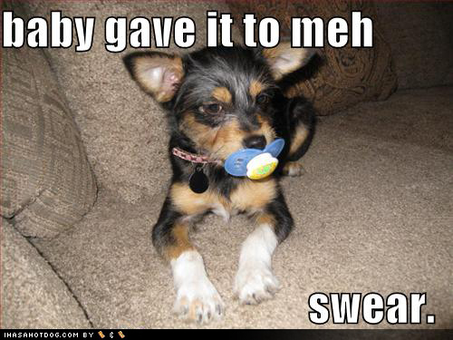 funny-dog-pictures-stole-pacifier.jpg