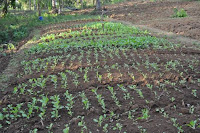 pinoyecofarm january _0123.JPG