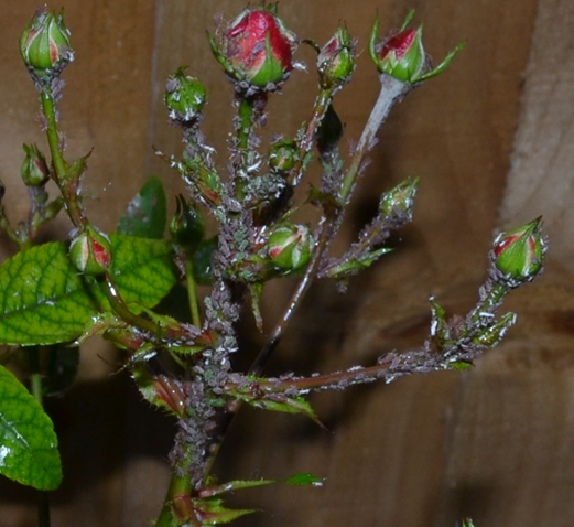 Close-up of greenfly in January 2012