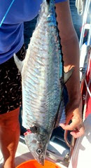 Fish Fish