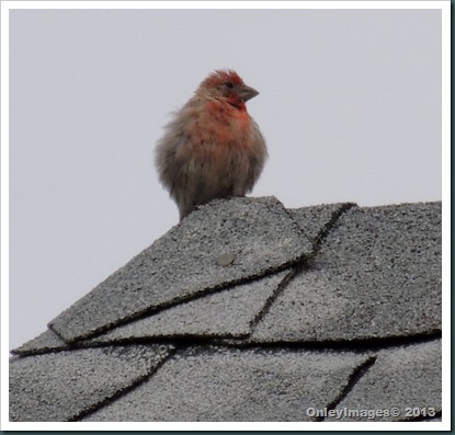 baby cardinal baby cardinal