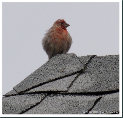 baby cardinal