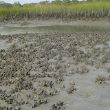 Oyster beds 2.jpg