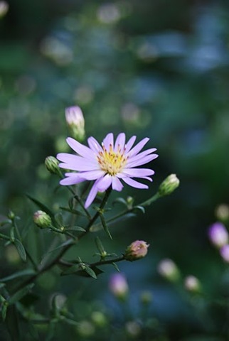 [DSC_0333%255B2%255D.jpg]