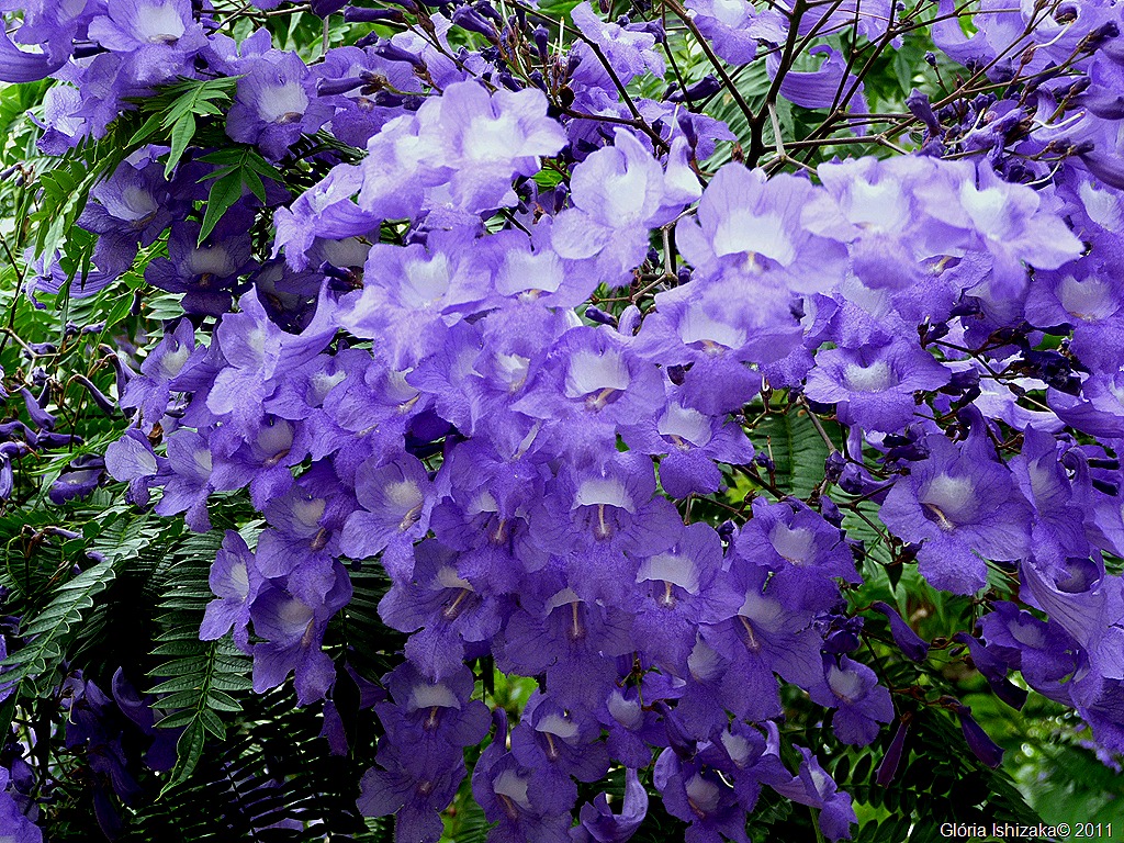 [Gl%25C3%25B3ria%2520Ishizaka%2520-%2520Guai%25C3%25A7ara%2520-%2520%2520rio%2520dourado-%2520jacaranda%2520mimoso%25202%255B14%255D.jpg]