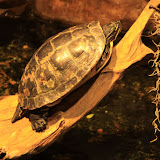 Im Aquarium in Skansen. Stockholm - 3 Tag 250.jpg