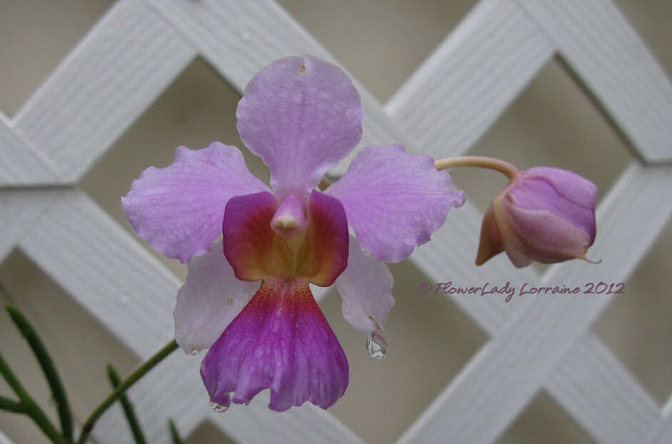 [07-17-vanda%255B3%255D.jpg]