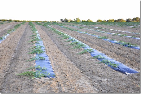 watermelons 11 (54)
