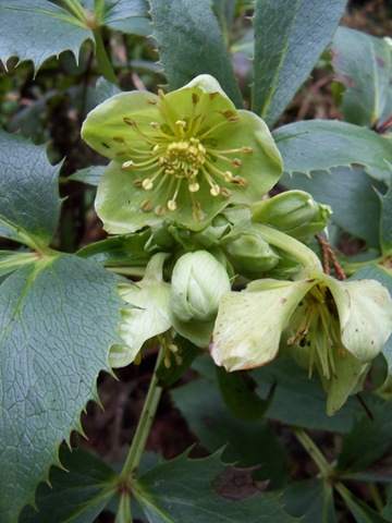 [helleborus_silver_lace_2%255B6%255D.jpg]