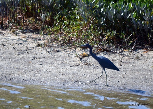 Little blue heron