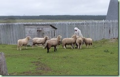 LouisbourgShepherdess