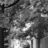 2009 Autumn
