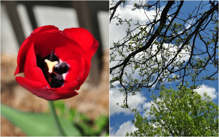 PicMonkey Collage