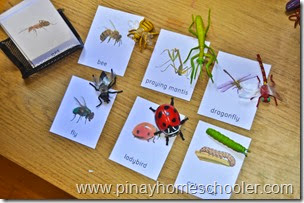 Insect Nomenclature Cards
