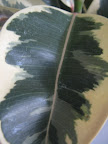 This leaf felt like a tapestry to me.