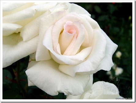 white rose