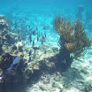  Scuba Dive Buck Island Reef