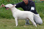 Together Dogs Across Sam