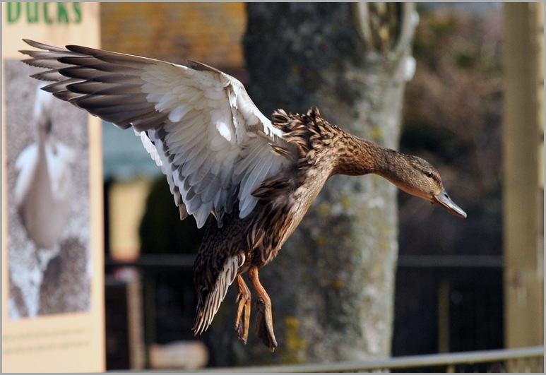 Duck incoming!