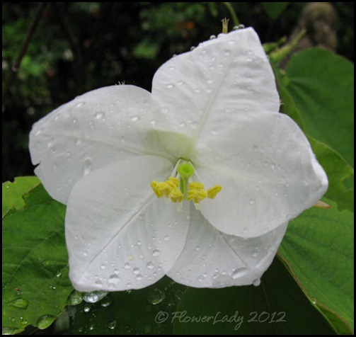 06-02-bauhinia