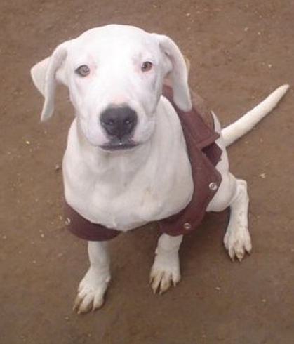 casa zuki octubre ii en busca de hogar alco adopciones casa zuki octubre ii en busca de hogar alco adopciones