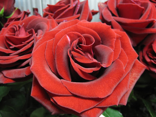 Another flawless rose called 