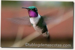 Colibrí Chaetocercus mulsant Colibrí Chaetocercus mulsant