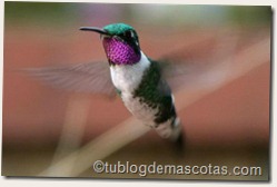 Colibrí Chaetocercus mulsant