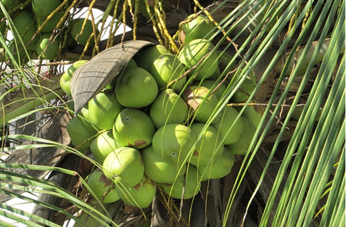 manfaat air kelapa muda