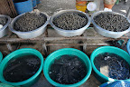 DSC00759.JPG