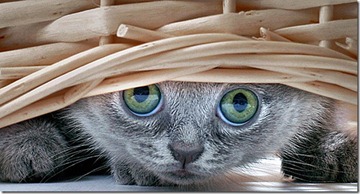 tumblr_lfp2xwn74C1qdtlovo1_1280
