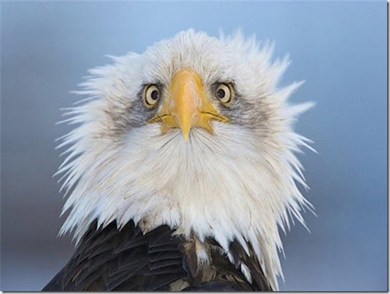 animals-worried-face-14
