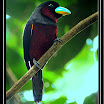Black-and-Red Broadbill --- Cymbirhynchus macrorhynchus-01.jpg