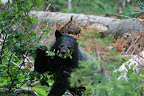 glacier_national_park_-_2009