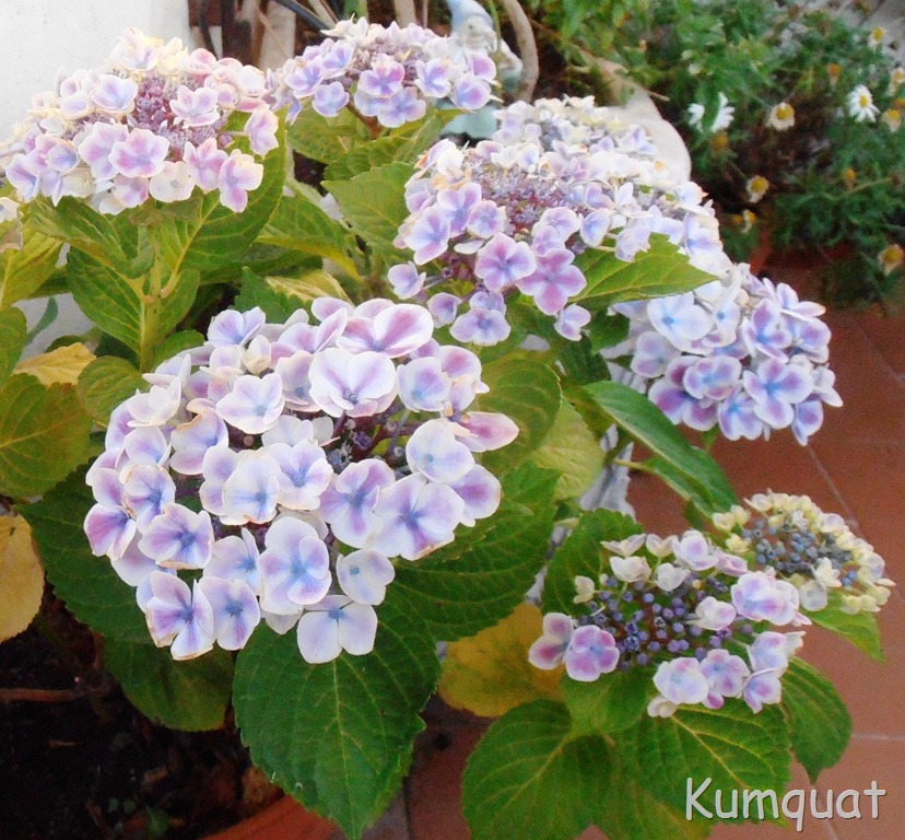 [hortensia%25204%255B5%255D.jpg]