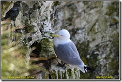 Bempton RSPB  - Spring