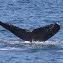 Humpback Whale