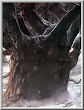 Old Evil Tree