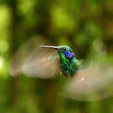 Hummingbird in Monte Verde Cloud Forest, Costa Rica.