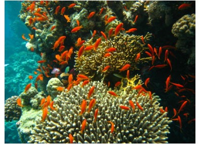 [corales%255B4%255D.jpg]