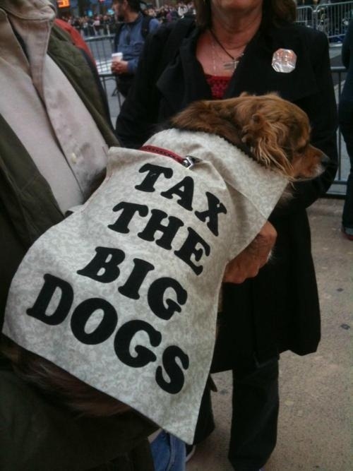 cute-pets-at-occupy-wall-street-11