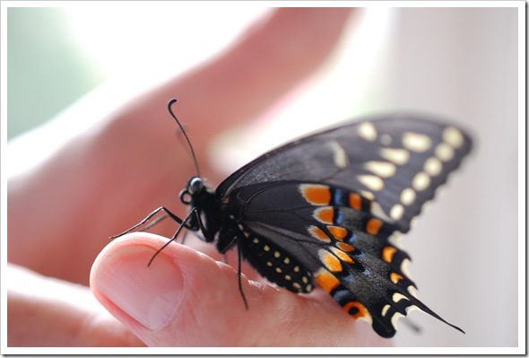 Swallowtail (2)