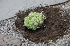 Back-fill with soil and replace the gravel.