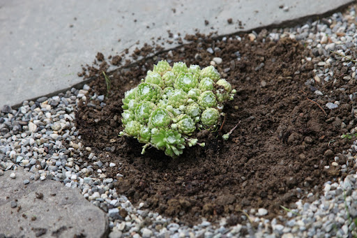 Back-fill with soil and replace the gravel.